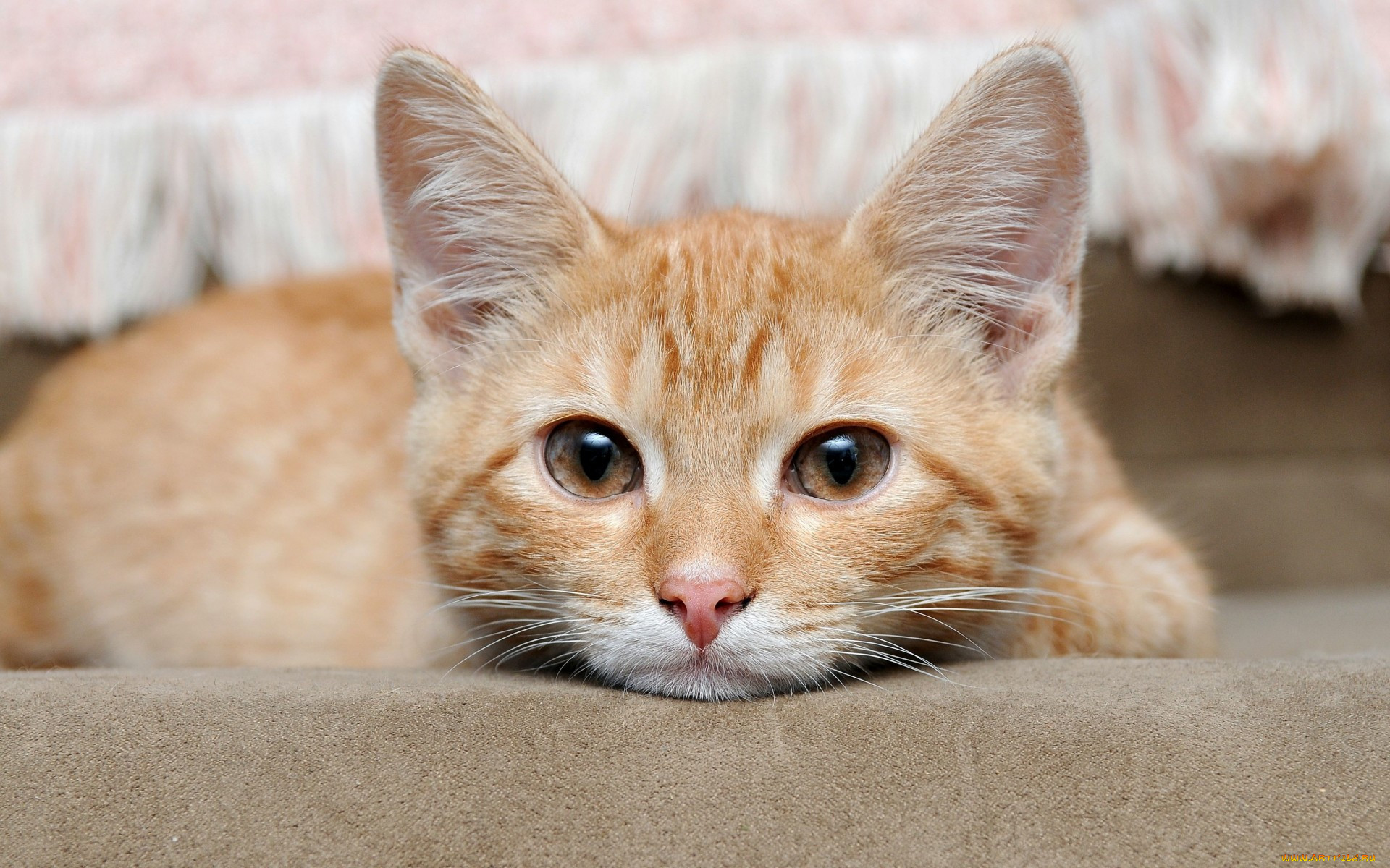 , , , animal, cat, eyes, , , 